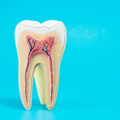 anatomy of a tooth on blue background